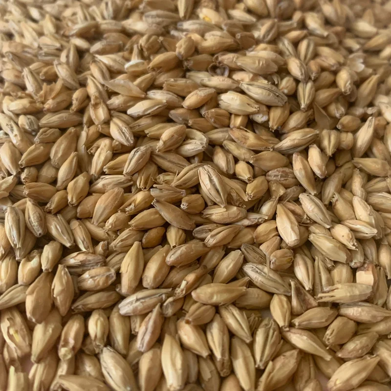 howdybrewer12026771